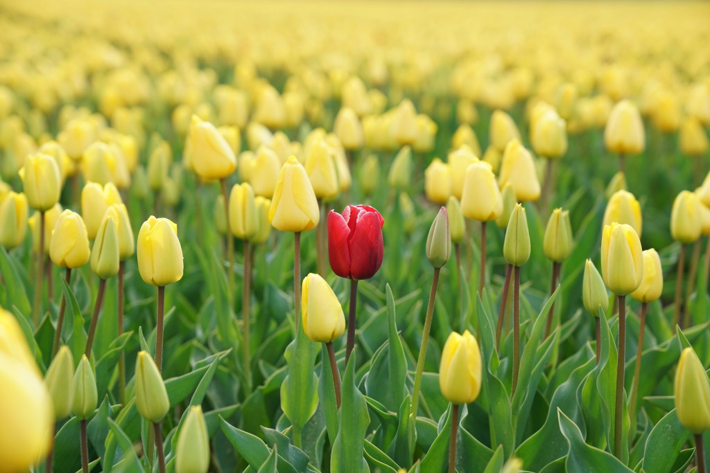 One red tulip surrounded by a field of yellow tulips. 